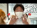 みやぞんの顔より小さい双子?のビーグルの赤ちゃん