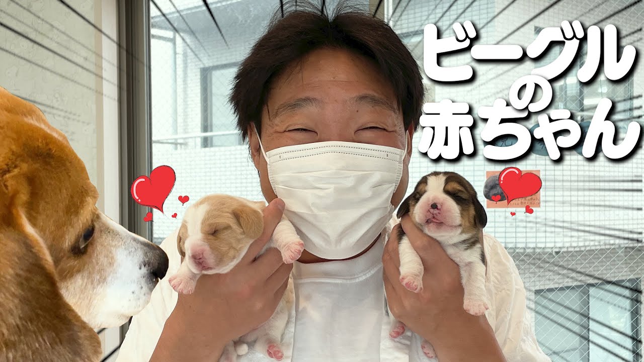 Twin beagle pups smaller than Miyazon