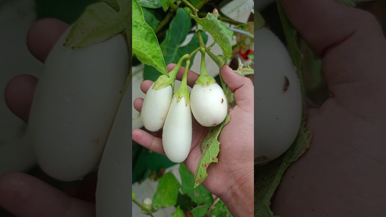 after rain my terrace garden ☘️🏡