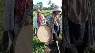 Musim panen, musimnya ngasak #farming