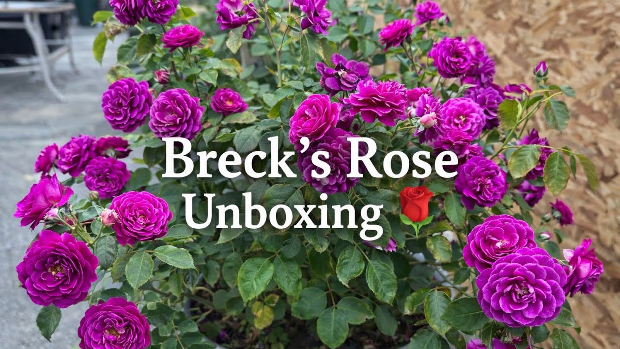 “Breck’s Rose Unboxing 🌹”
