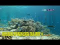 Pesona pulau arborek raja ampat  jejak petualang 110622 part 1