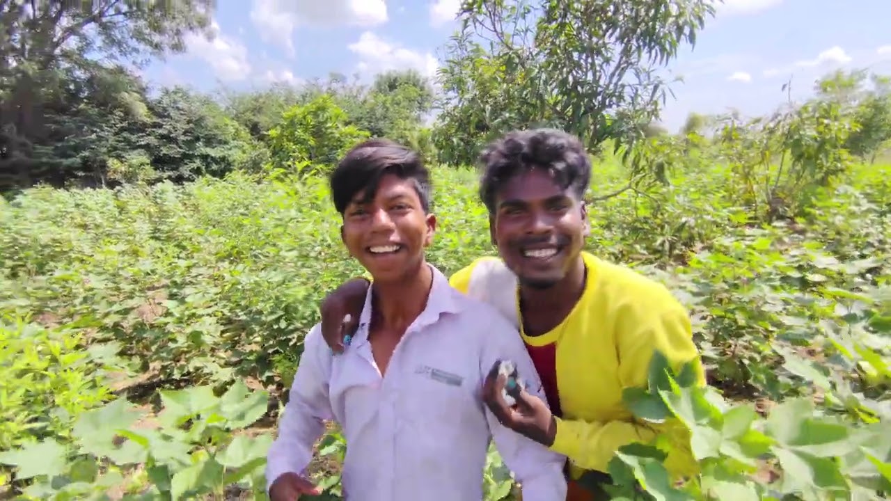 आम्ही आलो आहेत आज राजेंद्र चव्हाण वावरात कापूस नेसायला