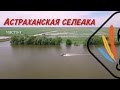 АСТРАХАНСКАЯ СЕЛЕДКА ч 1