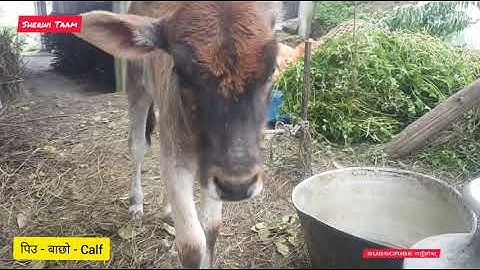 Sherpa language, Animal/पशुपंक्षी/सेम्ज्येन