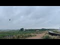 Breskens - Migration of Swifts - Gierzwaluwen op trek