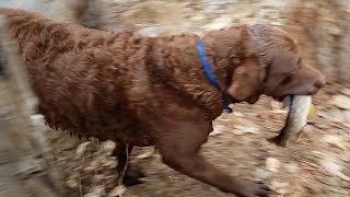 Dog wont come unless he can bring the fish he found