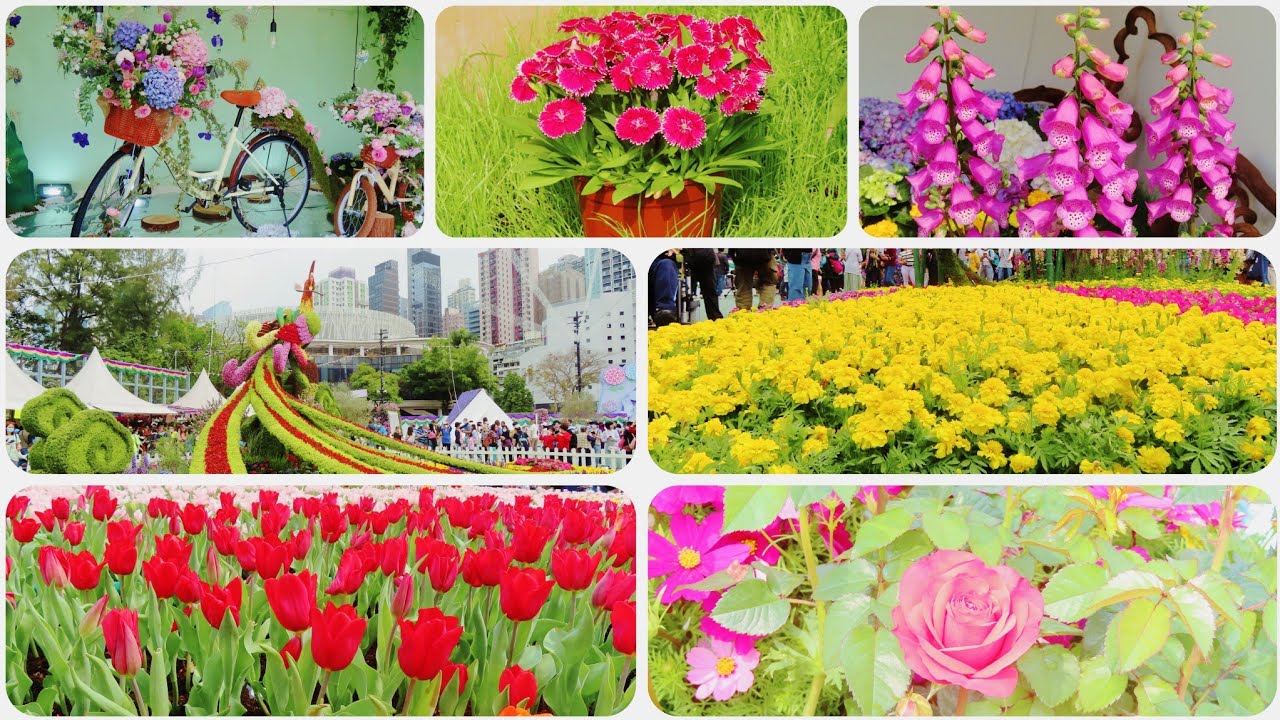 HONGKONG FLOWER FESTIVAL 2023|VICTORIA PARK🪻🏵🪷💐