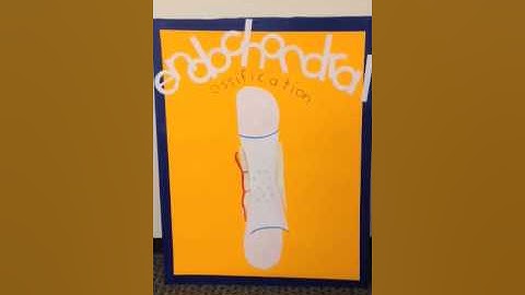 Endochondral Ossification project