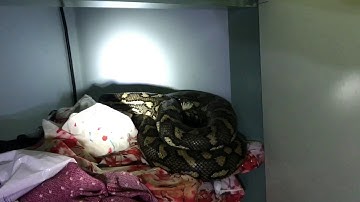 Gold Coast Elanora Homeowner confuses Rat with a 3 Meter Python in her room