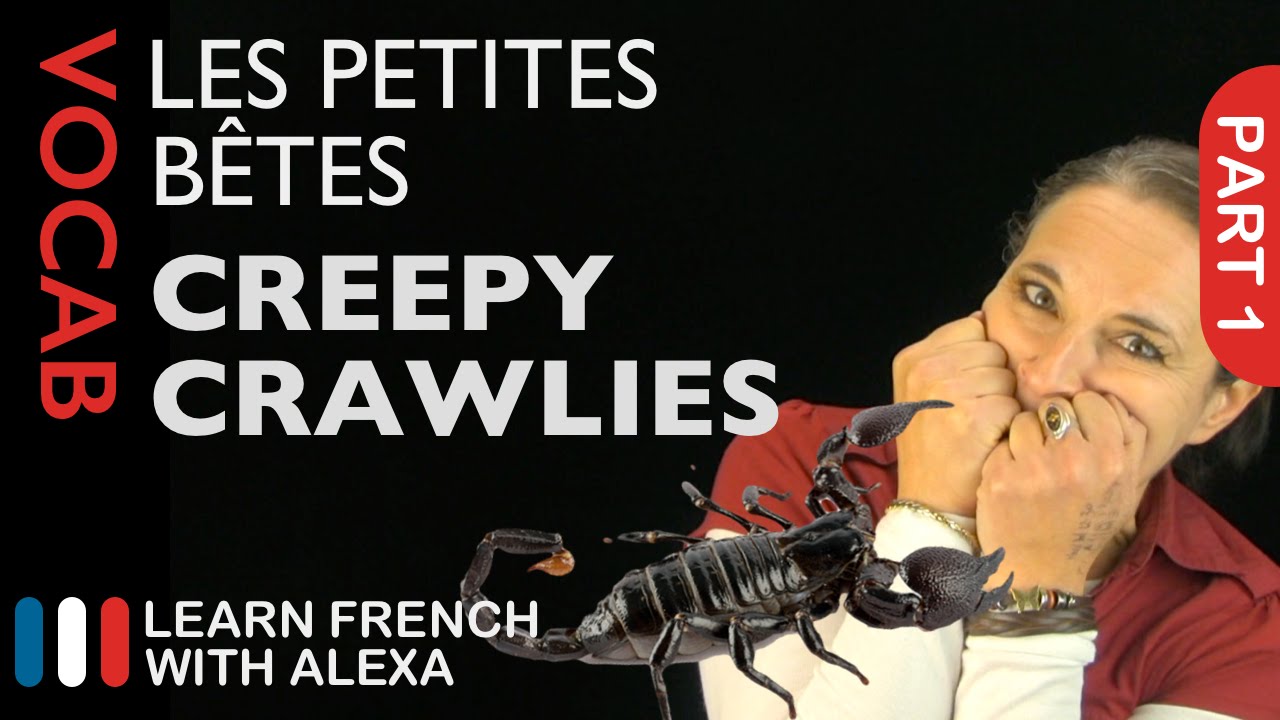 Creepy Crawlies in French Part 1 (basic French vocabulary from Learn French With Alexa)