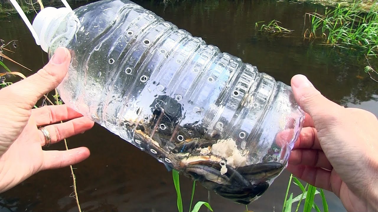 Comment Fabriquer Un Piege A Poisson Avec Une Bouteille De Plastique Youtube Comment Fabriquer Un Piege A Poisson Avec Une Bouteille De Plastique Youtube