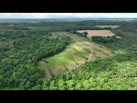 Vidéo: Les compensations carbone sont-elles efficaces ?