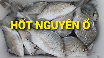 Câu cá tráp, cá hanh, gập ổ cá tráp giật liên tục || Câu cá thiên nhiên