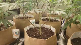#indoor Cannabis Grow 🍒🎼🦩 Usopensourcegenetics.com 🏆Tournament🏆Wass Happen 🍒4x4 🥀WhiteRose Led🥀