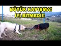 TYSON VS MARLA HANGİSİ DAHA GÜÇLÜ? - ELİMDEN ISIRILDIM!!