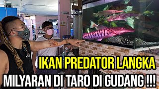 KEBANYAKAN DUIT !!! IKAN PREDATOR MILYARAN DI TARO GUDANG !!! AUDREY PUSING !!!