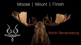 Moose | Mounting & Finishing | Splitting Image Taxidermy