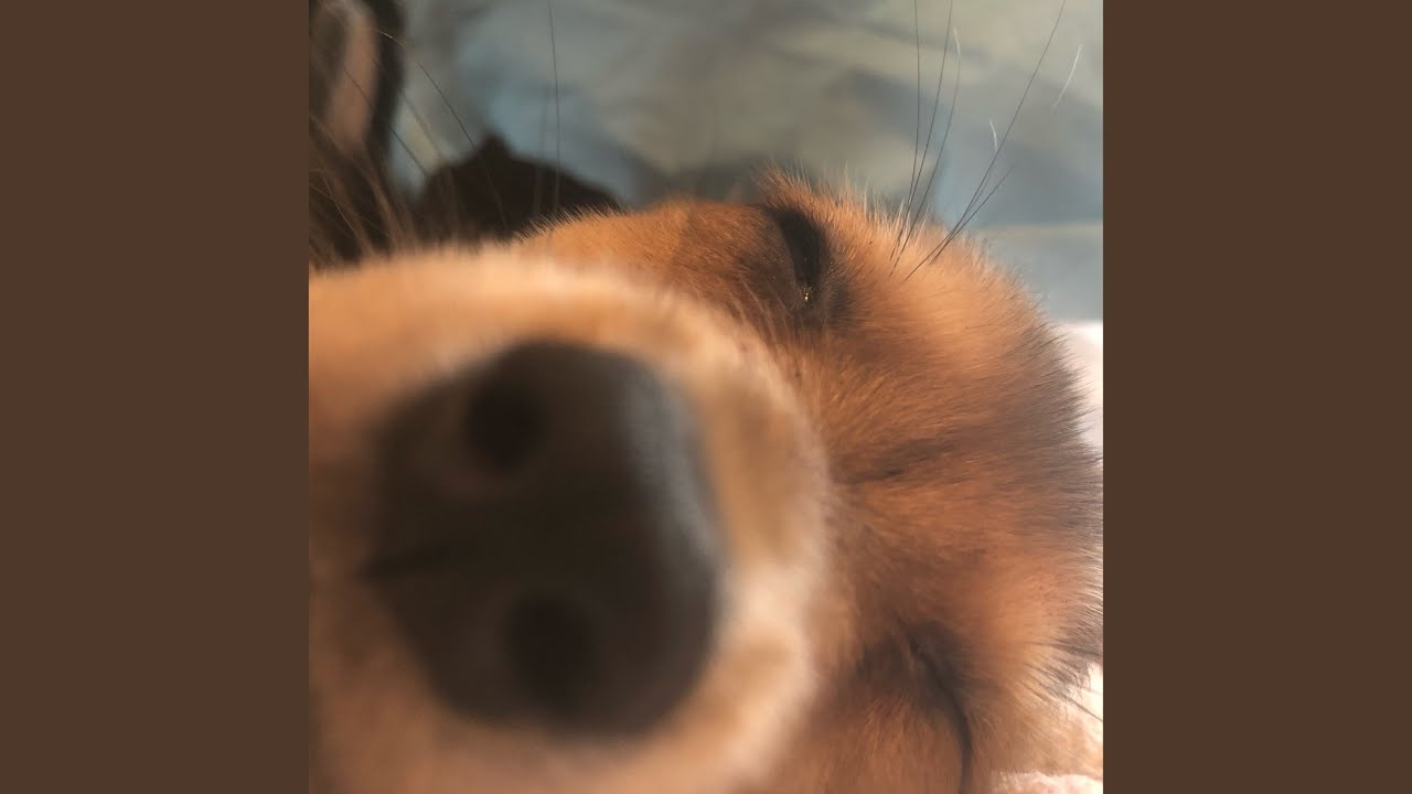 Cielo (Acoustic Version)