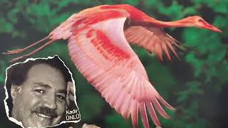 Yarali Turnam..güfte.mzk.beste.klavye & İcra.kadir Ünlü.(Mesam Üyesi.aboneliğiniz Değer Katar)