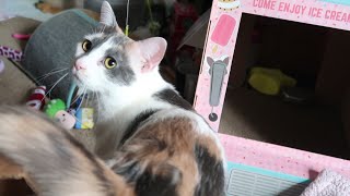 Cat meows because she got caught