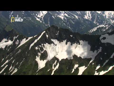 Les chamois du Caucase