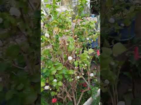 موسم تزهير ورد الرازقي او ورد الفل طريقت الاعتناء والتكاثر 