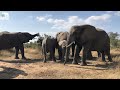 Matriarch Tokwe Keeps a Watch Over Her Elephant Herd 🐘