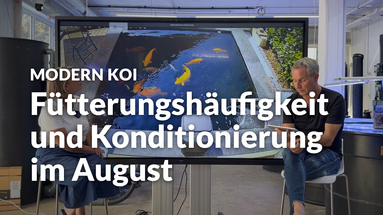 Wie oft und wie spät darf man Koi im Sommer füttern? | Modern Koi Blog #8314