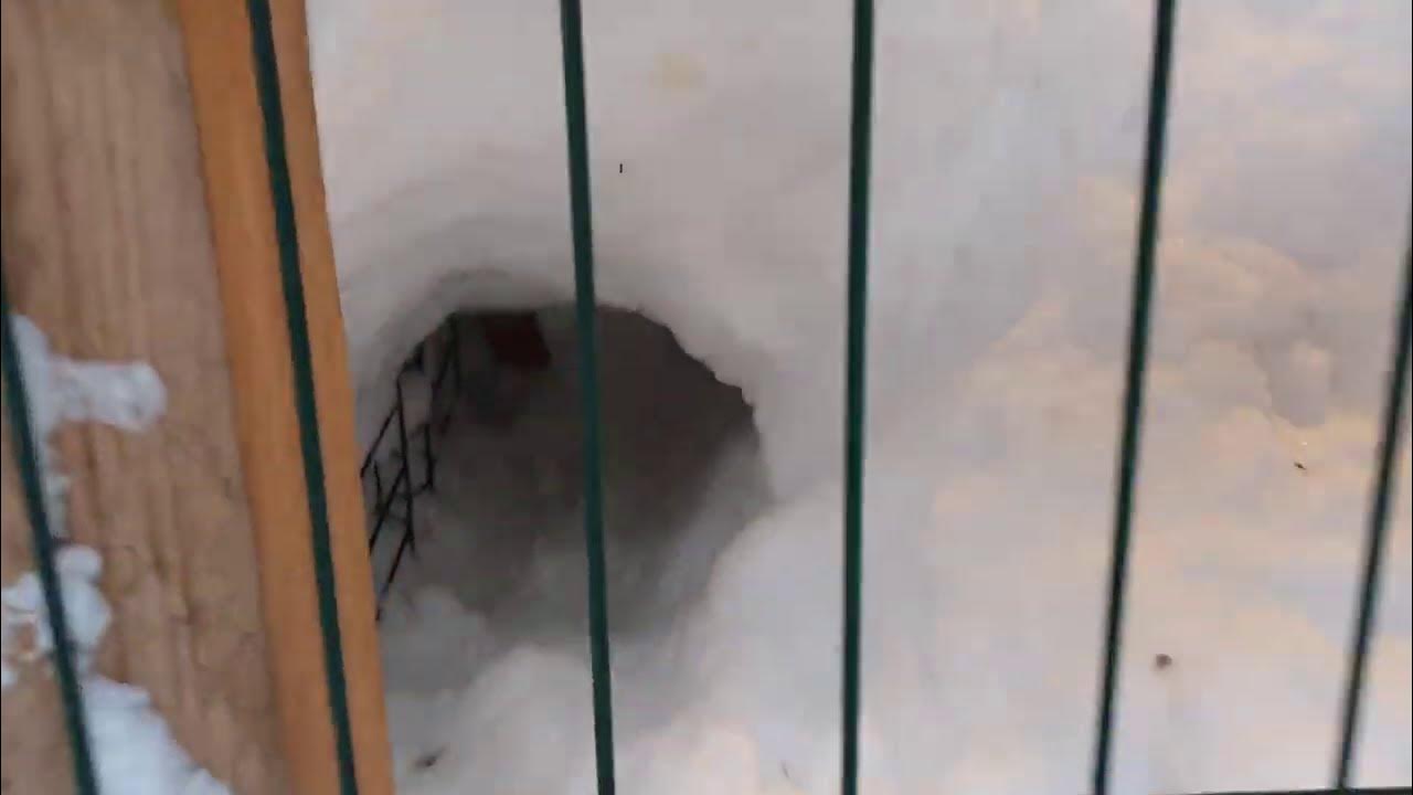 Алиса - лиса. В вольере - YouTube