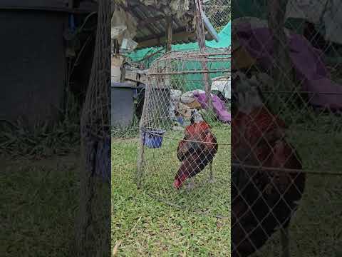 ไก่หนุ่มยังไม่สู้ไก่ ไม่ได้ทำแต่ยังเหลืออยู่
