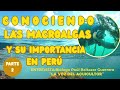 Entrevista con Blgo.Paul Baltazar :Conociendo sobre las Macroalgas y su importancia en Perú-Parte 2