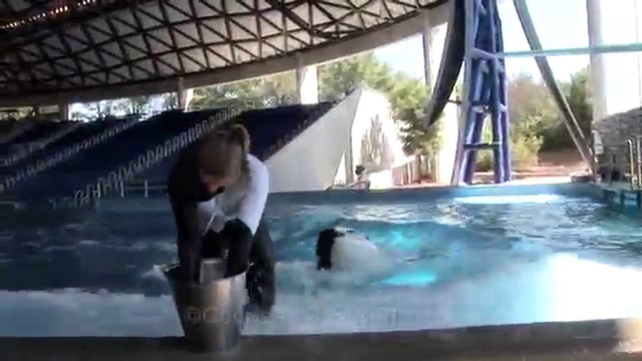 Seaworld park oriando florida dolphine san diego zoo panda cam YouTube