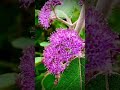 Velvety Beauty Berry(Callicarpa tomentosa)