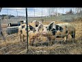 Graham Family Farm NW: Love is in the Air