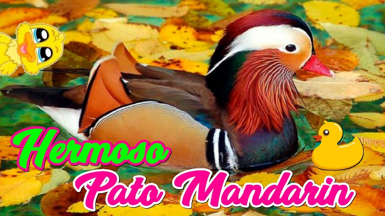 El Mas Hermoso Del Mundo Pato Mandarin Youtube El Mas Hermoso Del Mundo Pato Mandarin Youtube