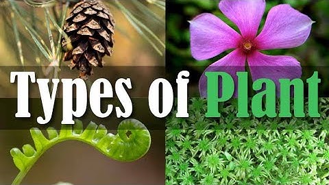 NCERT Class 3 EVS Chapter 2 The Plant Fairy with Hindi explanation|ncert class 3 evs plant fairy exp