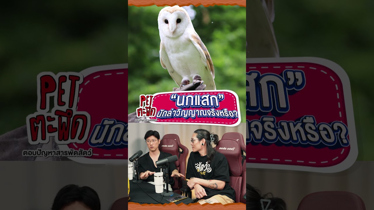 นกแสก นักล่าวิญญาณจริงหรือ?!!