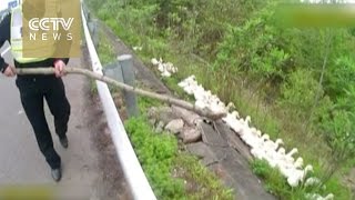 Duck army marches down Chinese highway