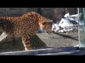 子供の雪遊びが気になるチーター