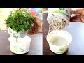 Grow Mint at home in water; Pudina उगाने का सबसे आसान तरीका : Mint in hydroponic system