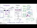 Small Intestine & Nutrient Absorption