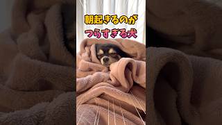 犬、冬の朝がつらすぎる。 #犬との暮らし #chihuahua #dog #チワワ #癒し