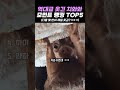 역대급 웃긴 치와와 모먼트 랭킹 TOP5