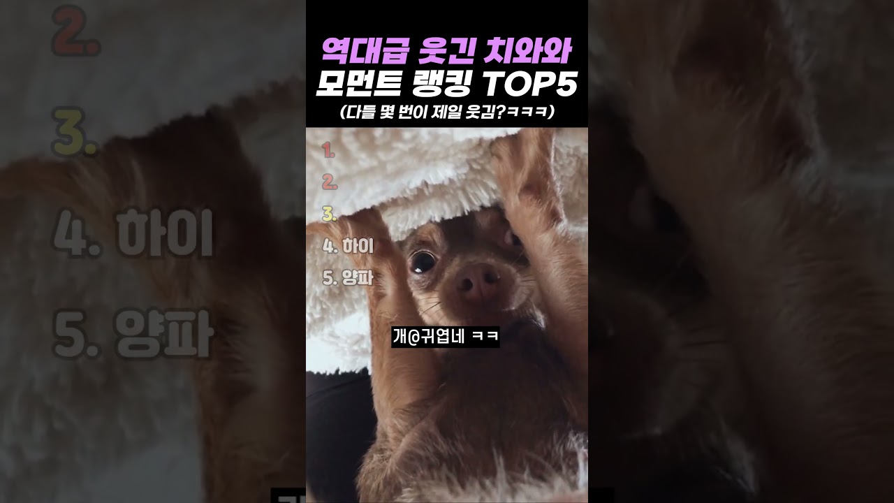 역대급 웃긴 치와와 모먼트 랭킹 TOP5