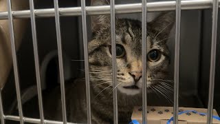 Las Vegas shelters brace for kitten season surge