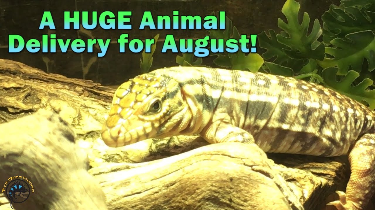 A HUGE Animal Delivery for August! - YouTube