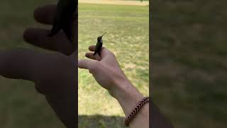 Man Gently Guides Trapped Hummingbird to Safety
