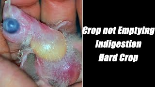 Baby Bird Crop not Emptying | Indigestion | Hard Crop | Bird Care screenshot 2