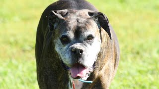 Boxer Dog Got Talent Howling Harmonies Reimagined!